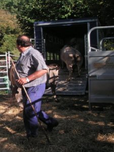 Z GANADO  CAMPO ESPAMICA